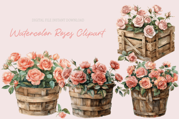 Pink Roses Watercolor: Graphics & Illustrations