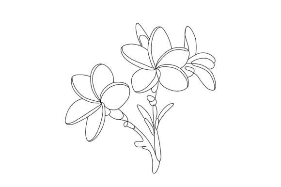 Plumeria Line Art Vector: Graphics & Illustrations